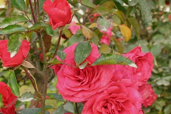 喜欢菊花,不如养盆“玫瑰精品”赫尔恩,花开艳丽,非常好种植!