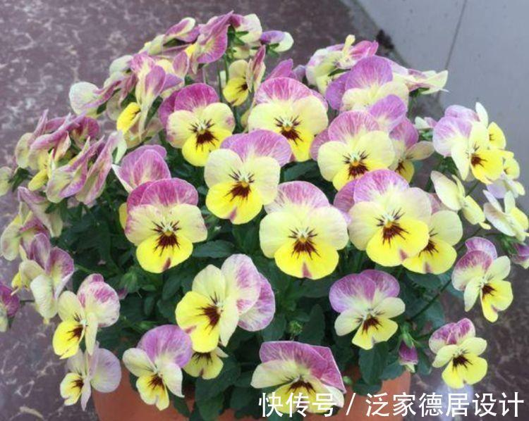 家养|从9月15日开始，家养此款花卉，扔到阳台，嗖嗖冒花苞，超美