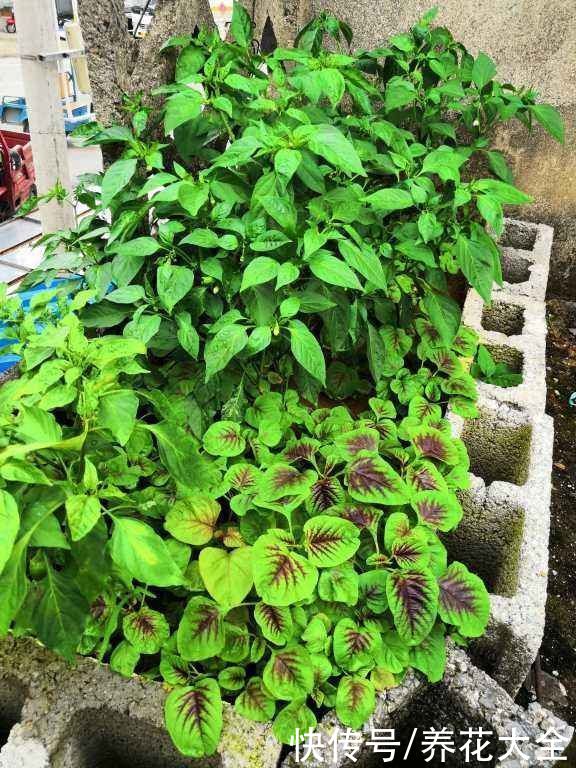 家里的快递盒子别丢掉，拿来养花效果好，还特省钱