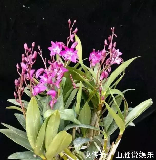 还在养绿萝家里养盆“香香花”，好看好闻，清香四溢精神好！