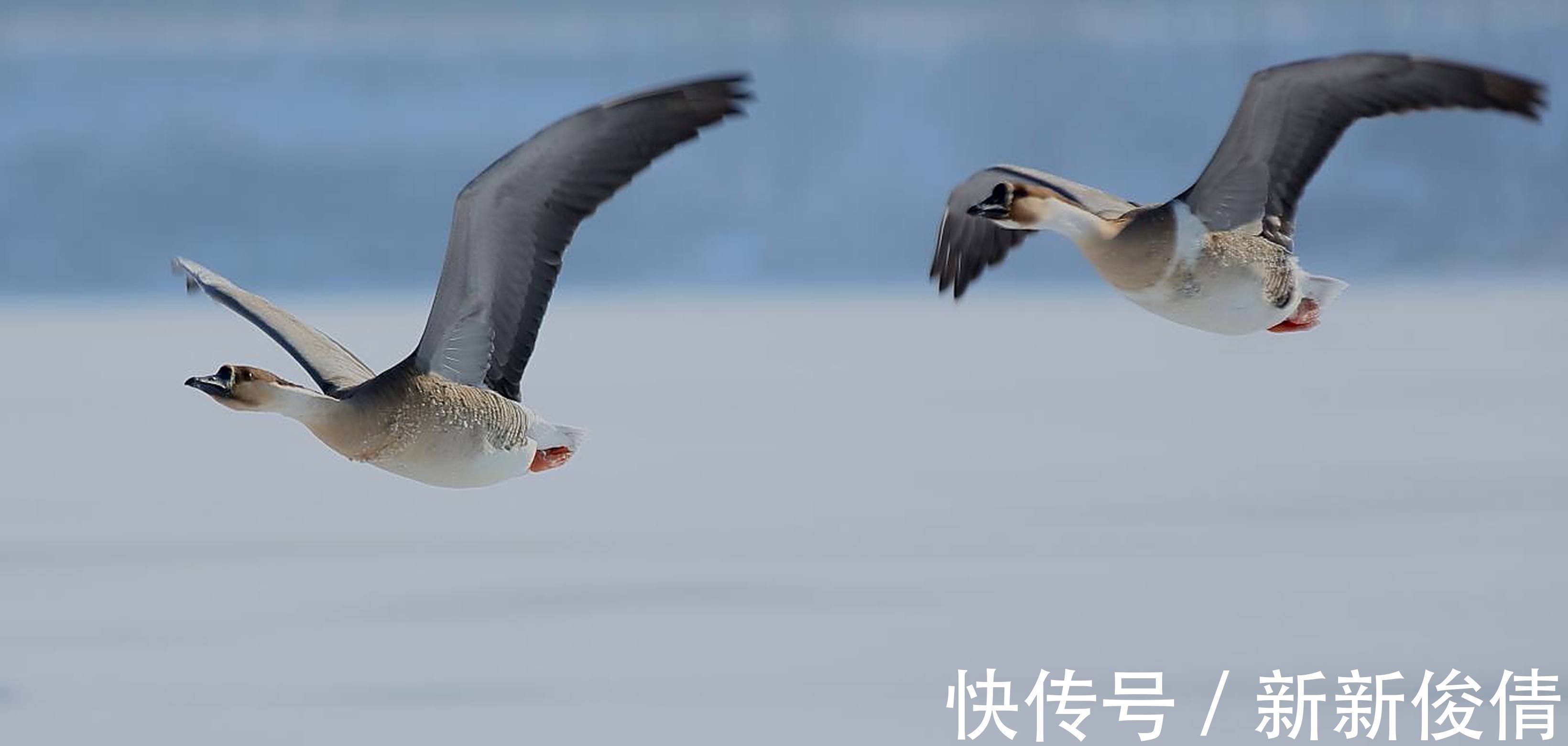 文宗@他是金国著名词人,被尊为一代文宗,其一首词开头就是千古绝唱