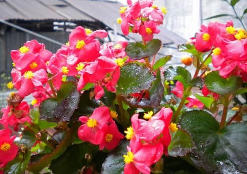 “懒人”养花，没有时间、精力照顾，盆栽花草就选这“4样”