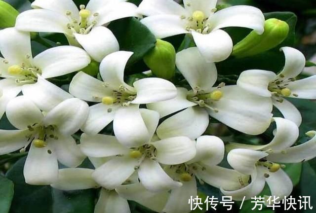 九里香|被称醋坛子的3种花，浇水时加点醋，花苞不断冒