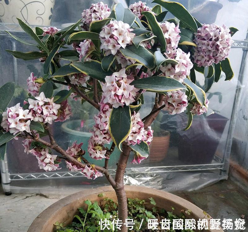 养护|6种“香水花”冬天不怕冷,越冷越香艳,雍容贵气,进屋染香气