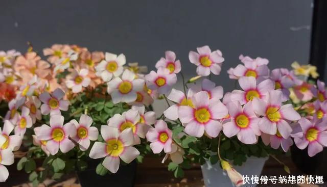 冬天养花，浇水有“4不”原则，防冻不烂根，冬天也能长势旺