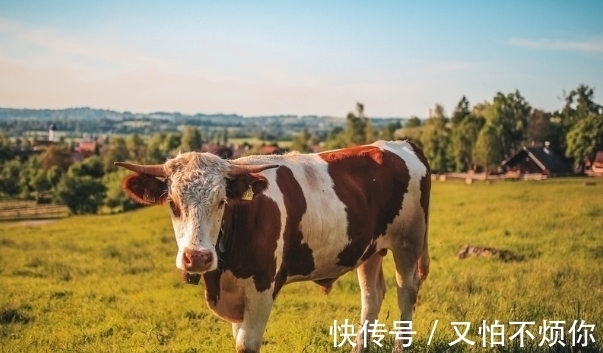 生肖|哪几年出生属牛人，福自天降好运不断，下半年财源滚滚，大器晚成