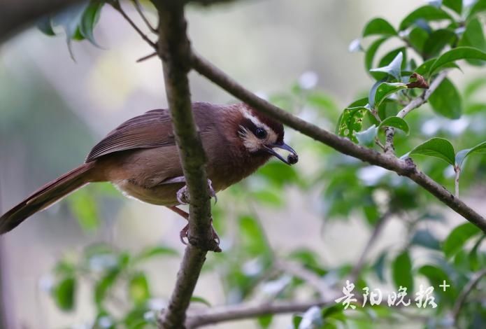 冬日的观山湖公园|组图 | 组图