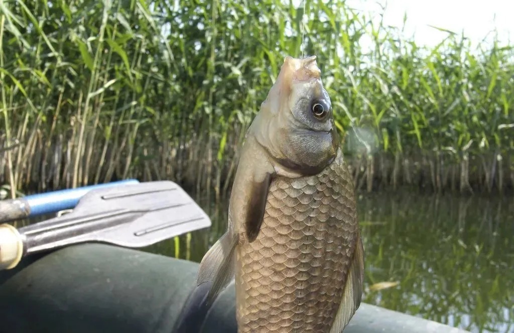 冬至后野钓鲫鱼,老渔民吐露真相,你能否找到鱼决定了能否钓到鱼
