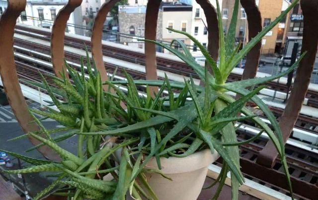 “3种花”养客厅,大气、上档次,吸“甲醛”效果好,空气清新