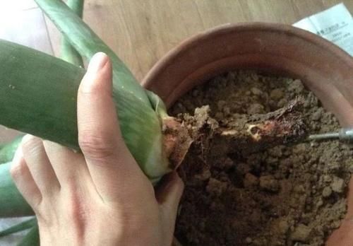  生长缓慢|芦荟叶片瘦，长的慢，怎么办？