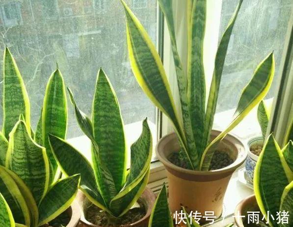 植物|天冷养花,早晨别做这几件事,植物才会感激你哦