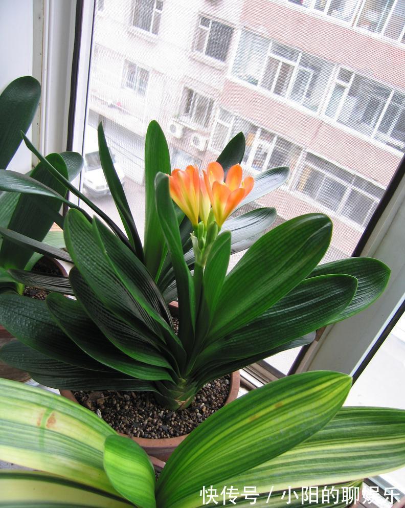 “寿命长”的11种花，好养寓意好，越养越值钱