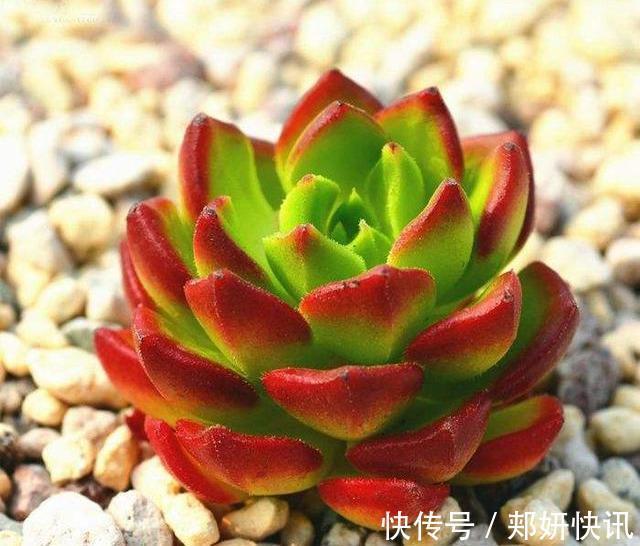 多肉“蒂亚”还在充白菜3个小技巧,浑身红彤彤,颜色最耀眼