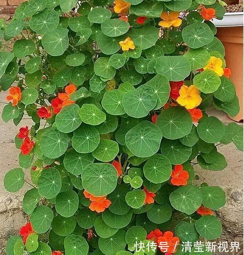 吊竹梅|找个“晾衣杆”养这6种花,顺着杆子长,不占地花朵似灯笼垂下来