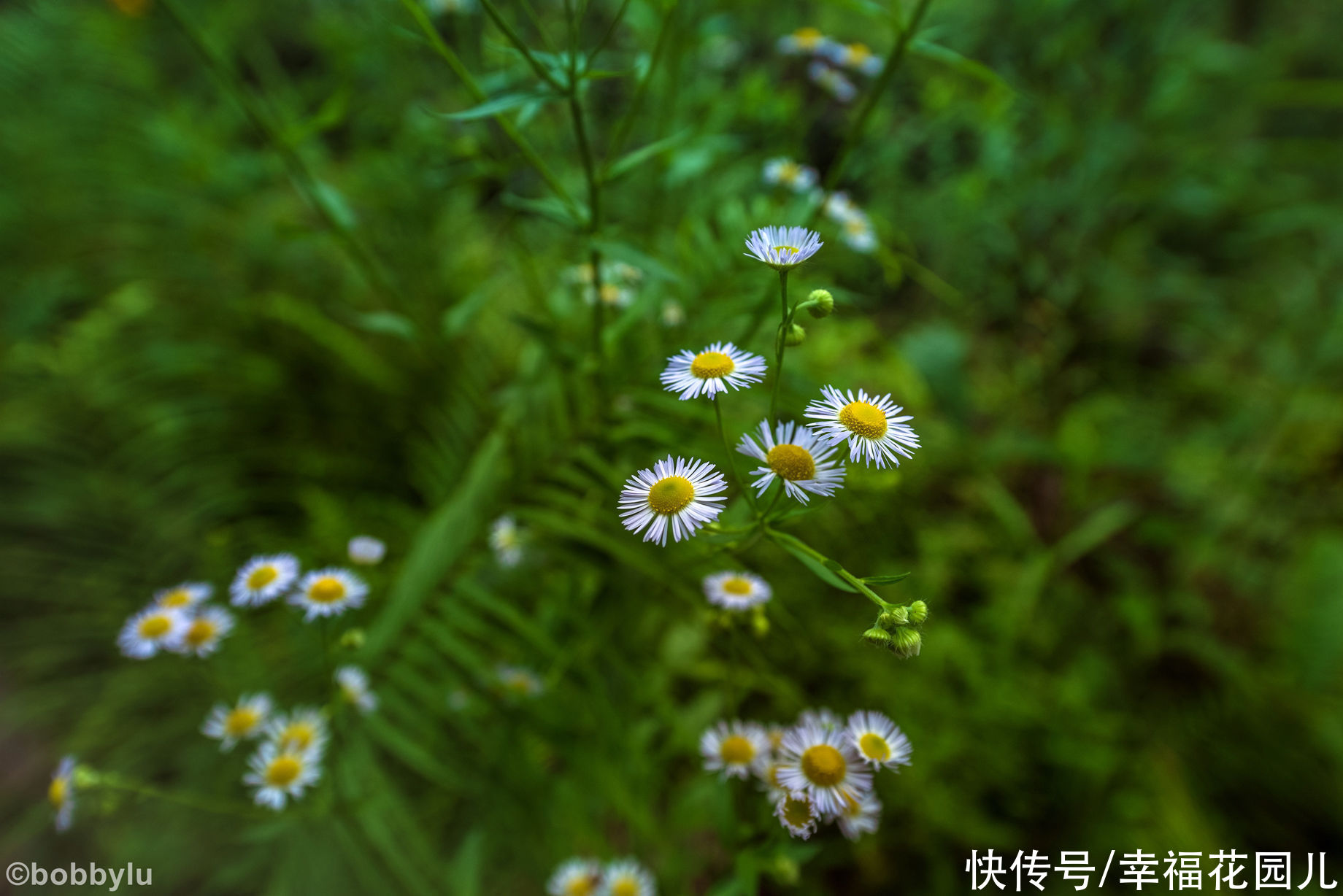 栈道|旅游的“坑”避之不及，但黔南有个坑非但不避，游客还蜂拥而至