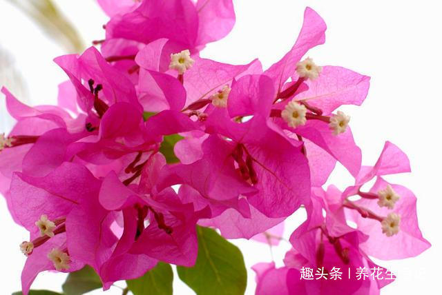 做好“2点”后，三角梅花朵似锦，四季开花不断！