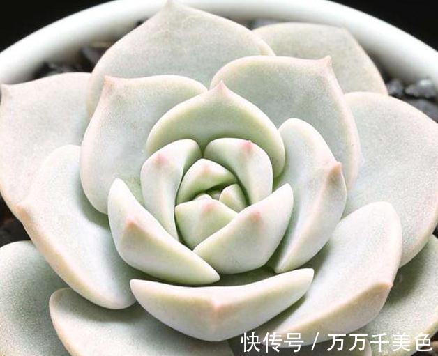 多肉养不好的原因之一，多数的分不清夏型种和冬型种多