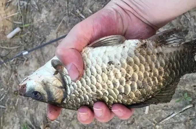 气温一低,鱼口就不好,这破解招式百用百灵,有了它,分分钟解决