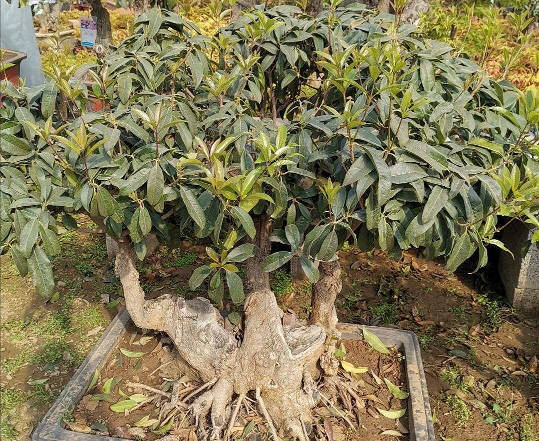桂花开始发芽,做好4件事,长得枝叶繁茂,花期开花更多
