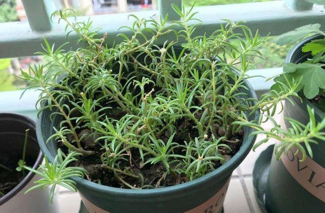 4种''路边垃圾''不简单，带回家处理好养花，啥肥料都不再缺了