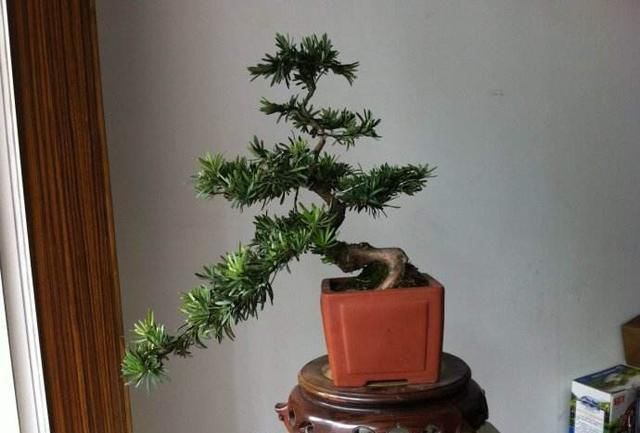 家里养这4种植物,旺财镇宅,净化空气又好看,养一盆特别值