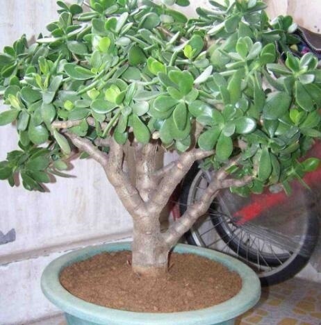 养这“2种花”就要常修剪，枝干变“老桩”，花苞稠密、鲜艳