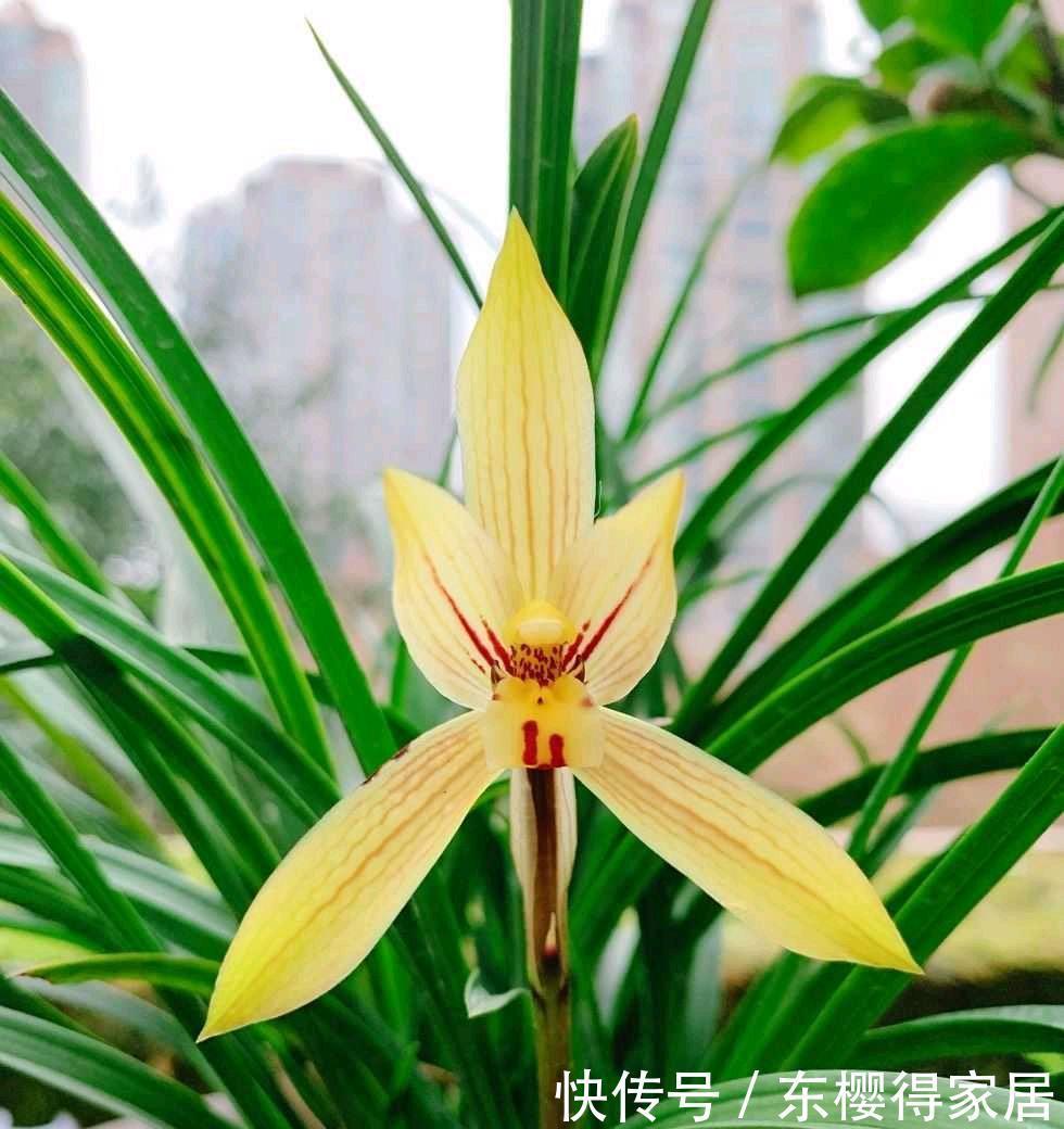 冬季的阳台,少不了这“3种花”,清新美丽芳香,花繁叶茂