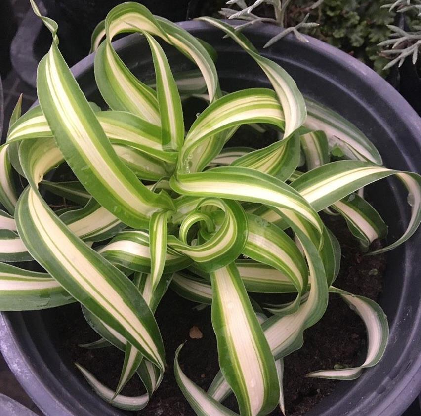 阳台上|4种可爱的吊兰,有的开花有的四季常绿,养阳台上很皮实很美丽