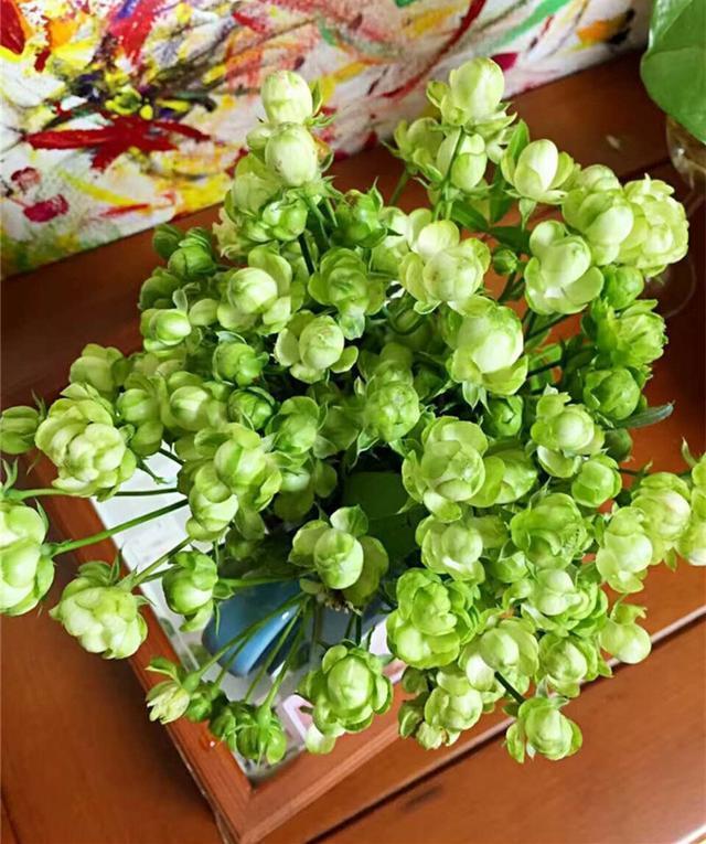 这月季,花色奇特新颖,让人耳目一新,盆栽一棵四季赏花