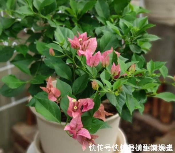 45种三角梅品种,红、橙、黄、绿、白、紫,每一种都很好看!