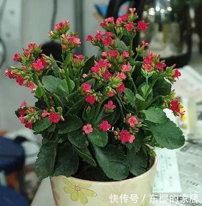 长寿花冬天要“懒养”，适当“虐一虐”，叶肥花又美，天天有花赏