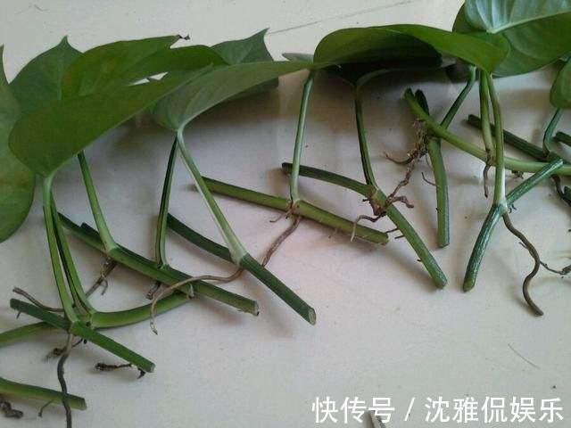 绿萝|绿萝有个生长“小机关”,保护好藤条呼呼长,比施肥还管用