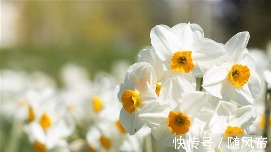 郁金香|十大不能家养的植物 最香的花可以导致神经衰弱