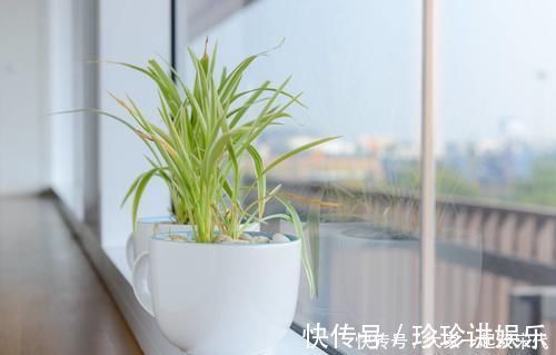 桩子|6块钱的吊兰,3年养成老桩,5年变成1棵小树,做好4点就行