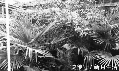 苏州园林|为了院子买下68平米残破小，爆改后，处处都是风景，简直太美了