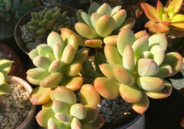 春季养多肉,撸叶片有3个“好处”,建议新手别闲着