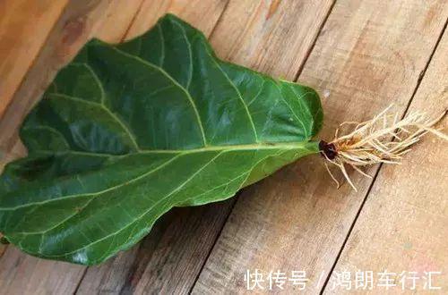 秋天快扦插,10种花不用买,掰个枝子插土里,嗖嗖生根,成活率高