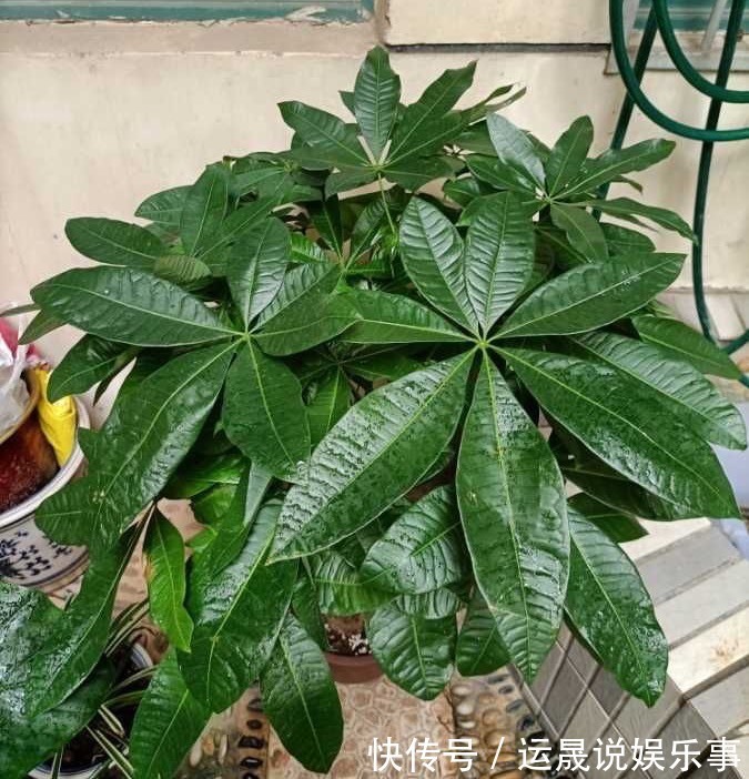 5种“有钱花”,满盆“铜钱叶”,越养钱越多,有钱人家都爱养它