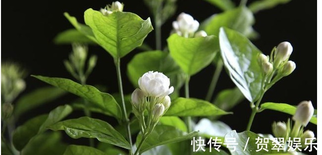 花香|靠简单的修剪与施肥,就能让你的盆栽茉莉多开花