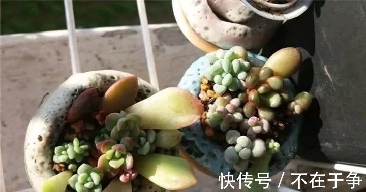白美人|“拇指大”的花盆,被她塞了几十棵多肉,养一年都不是事!