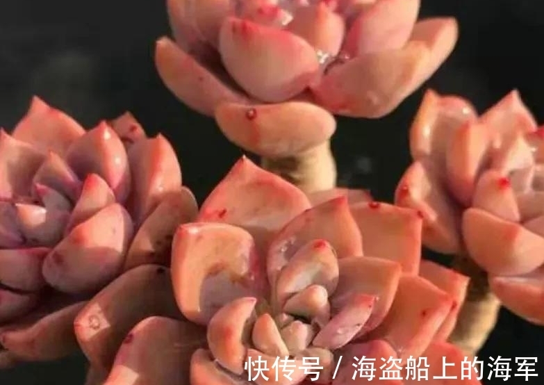 浇水|多肉中的美人胚子红粉佳人,掌握5个技巧,叶片变成多种色彩