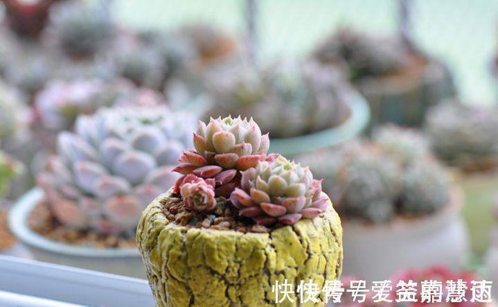 多肉植物的4大敌人,打败它们,让多肉长命百岁