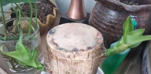 看了这些，你还觉得水培比土培更省心，不需要打理吗？