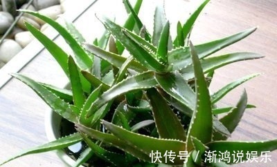 秋天|秋天来了，养芦荟做个“小手术”，从头再来！小苗“塞满”花盆