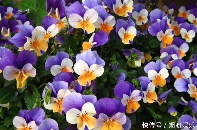 3种花常年开花易爆盆,被称为花卉界的劳模,一开就是300多天