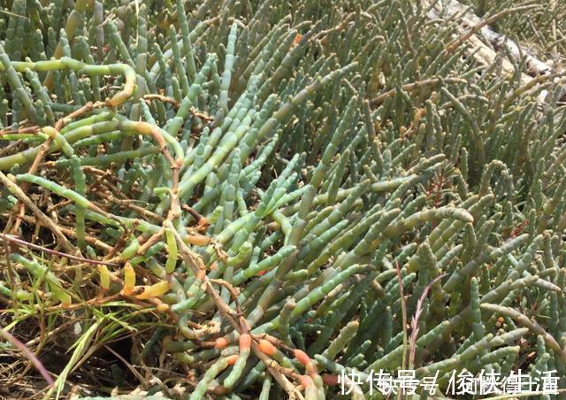 含钙量是牛奶的5倍，外国人视为高端菜，国内种植却少有人吃过