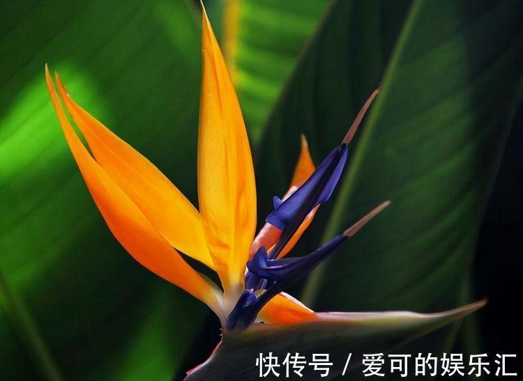 农历十月初二霜降后，养什么花？以下3种花，多福多寿健康幸福