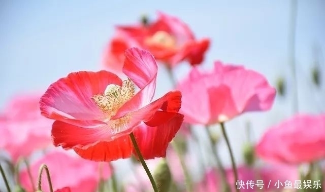 虞美人啊,让历史永远回荡英雄气,也让岁月疼痛到永远