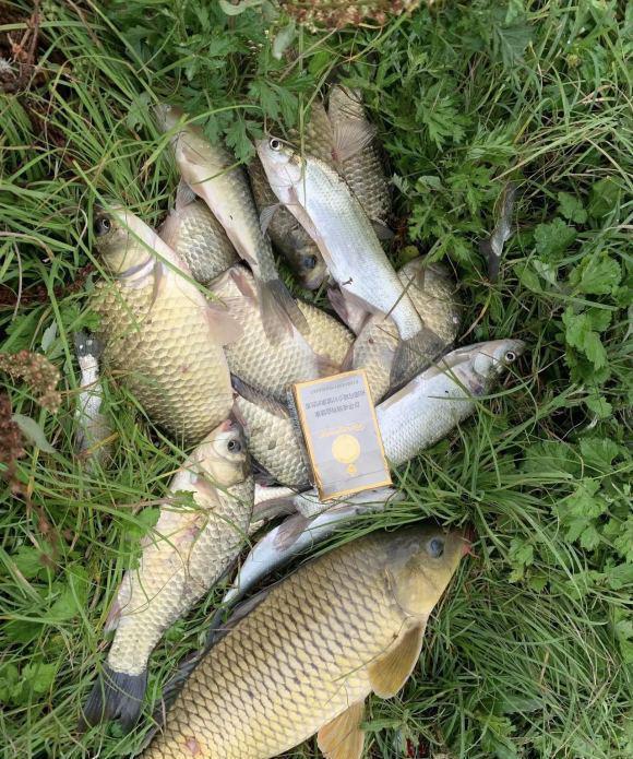 觅食|野钓经典钓位二道坎,鱼儿必经之地,这样钓增大爆护概率