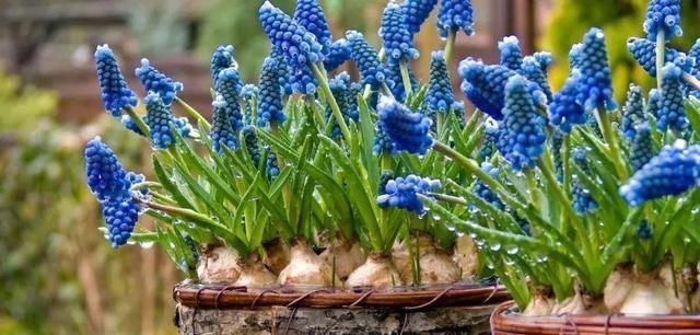 种植|秋天来了,最适宜种植的鳞茎类花卉你有种植吗